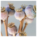 NATURAL PURPLE GIANT POPPY SEED BUNCH ON GREY SQUARE COFFEE TABLE