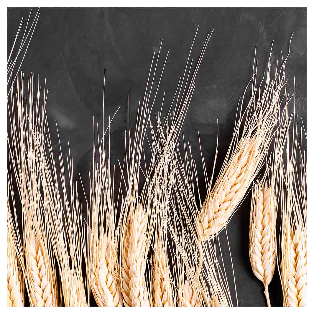 WHEAT ON POWDER BLACK SQUARE COFFEE TABLE