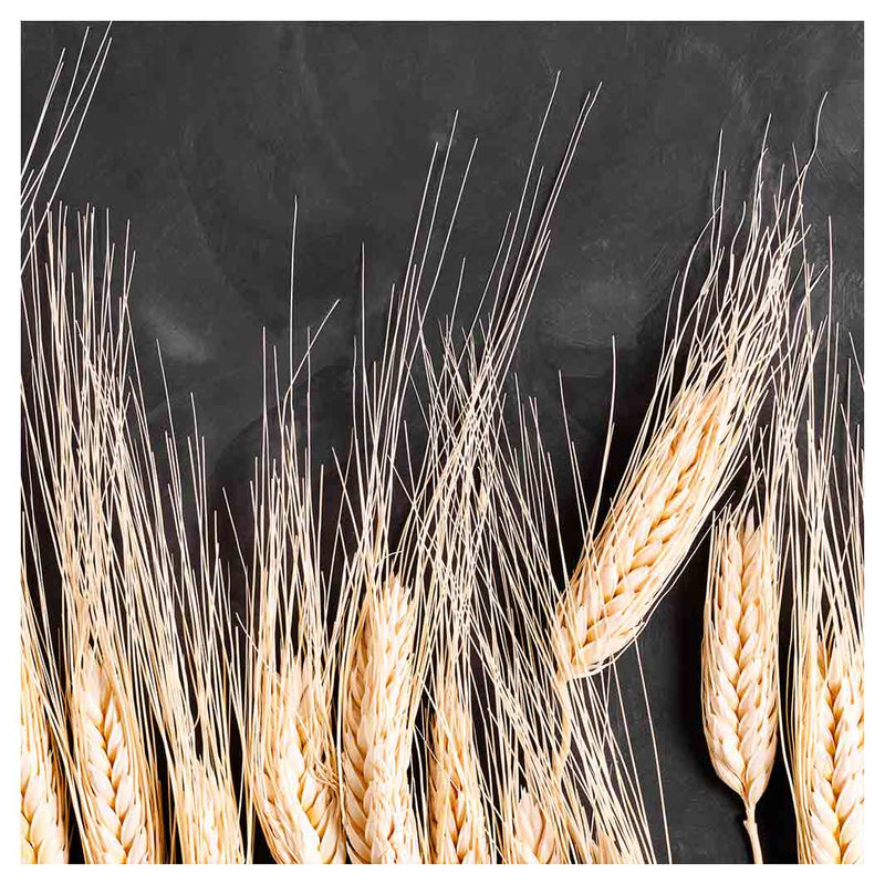 WHEAT ON POWDER BLACK SQUARE COFFEE TABLE