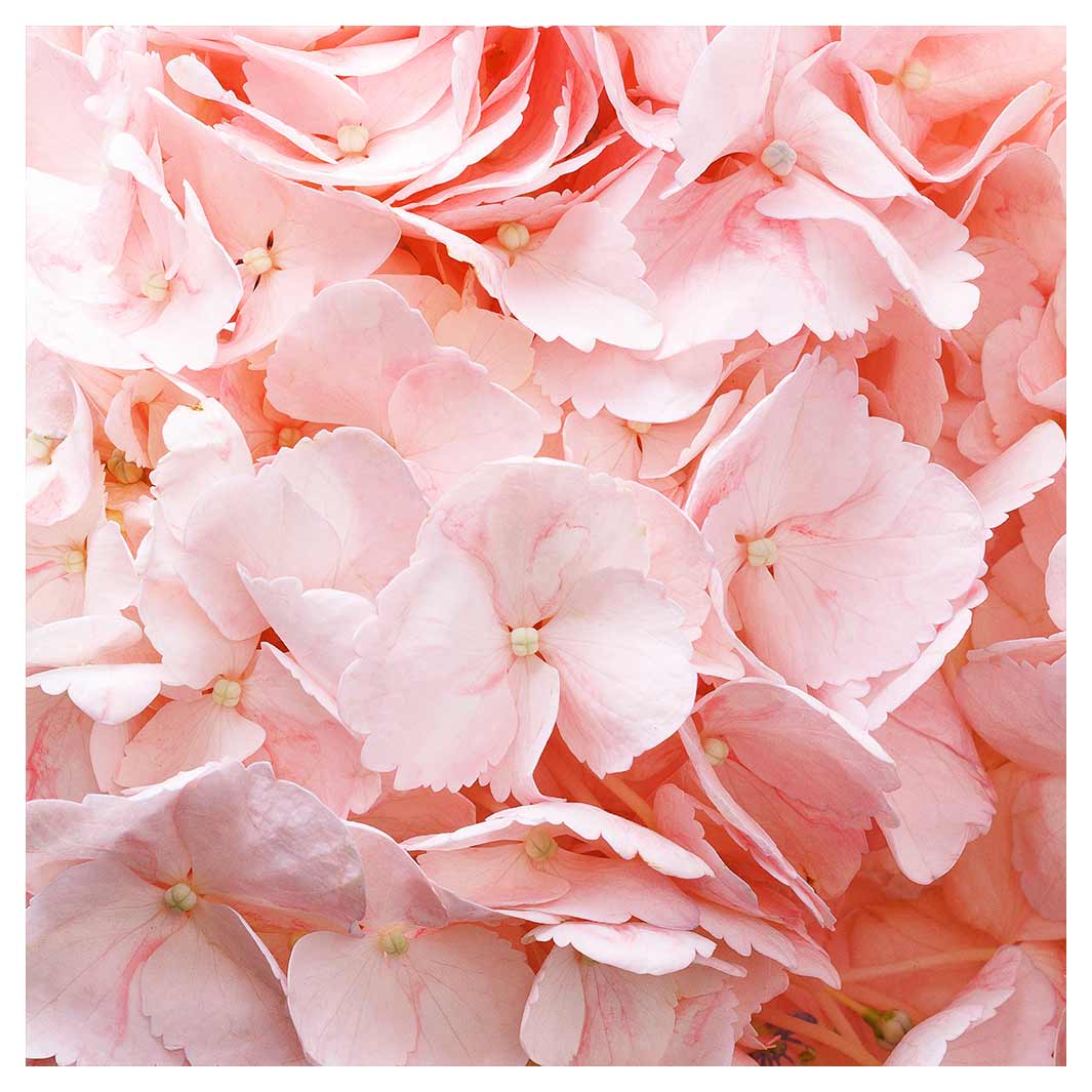 HYDRANGEA SOFT PINK SQUARE COFFEE TABLE — Cape Rug, Home & Art