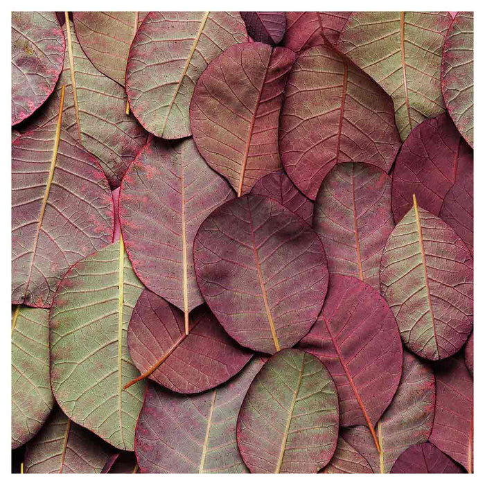 LEAF ARRANGEMENT DARK MAUVE AND GREEN SQUARE COFFEE TABLE