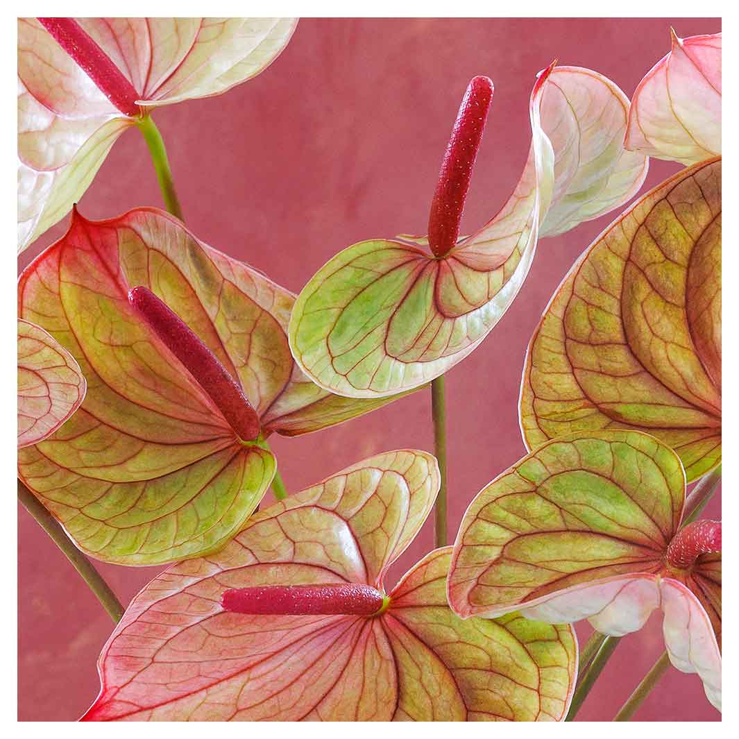 ANTHURIUM LIGHT PINK AND GREEN ON MAGENTA SQUARE COFFEE TABLE