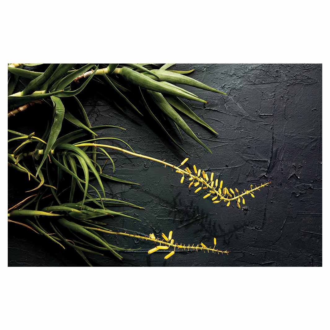 NATURAL YELLOW BLOSSOMS ALOE BUSH ON GREY BATHMAT