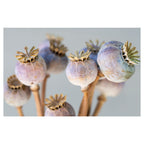 NATURAL PURPLE GIANT POPPY SEED BUNCH ON GREY BATHMAT