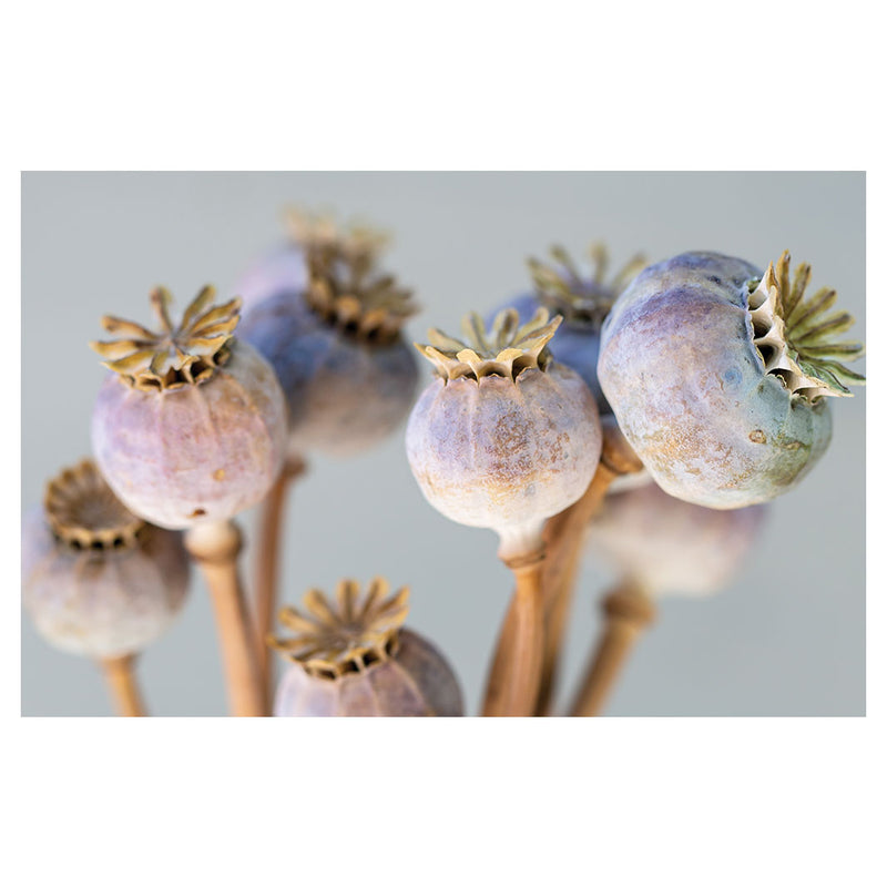 NATURAL PURPLE GIANT POPPY SEED BUNCH ON GREY BATHMAT