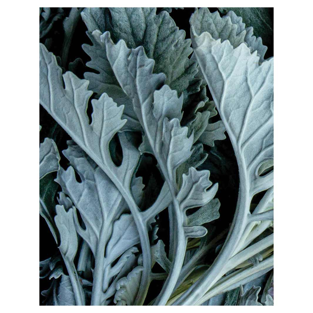 FLORAL SILVER LEAVES WITH PINK PEONIES FLEECE BLANKET