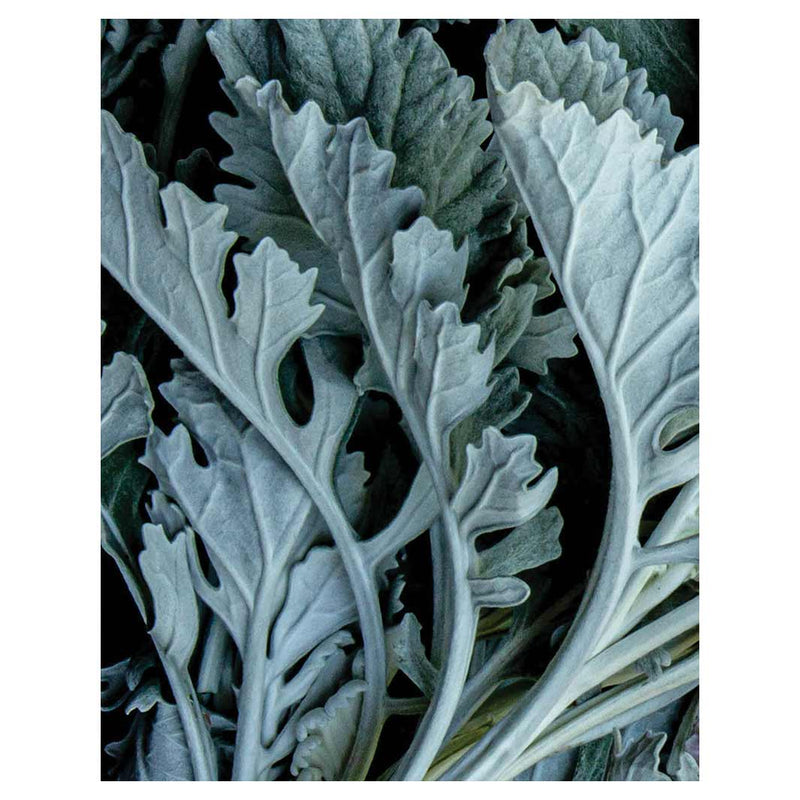 FLORAL SILVER LEAVES WITH PINK PEONIES FLEECE BLANKET