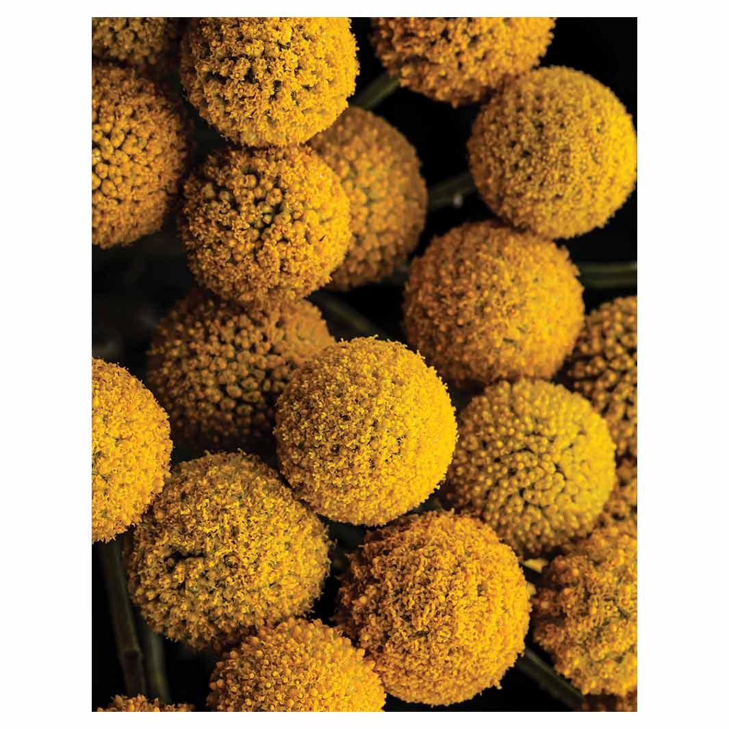 NATURAL YELLOW CRASPEDIA BILLY BUTTON BALLS FLEECE BLANKET
