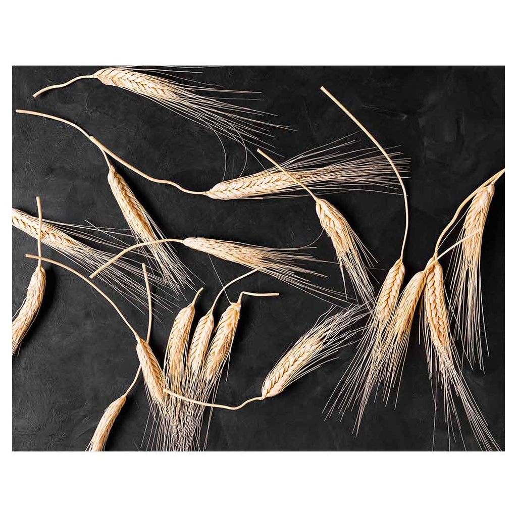 SCATTERED WHEAT ON BLACK FLEECE BLANKET