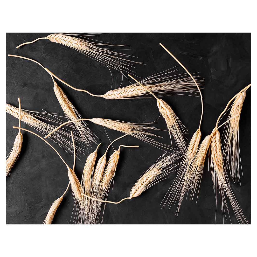 SCATTERED WHEAT ON BLACK FLEECE BLANKET