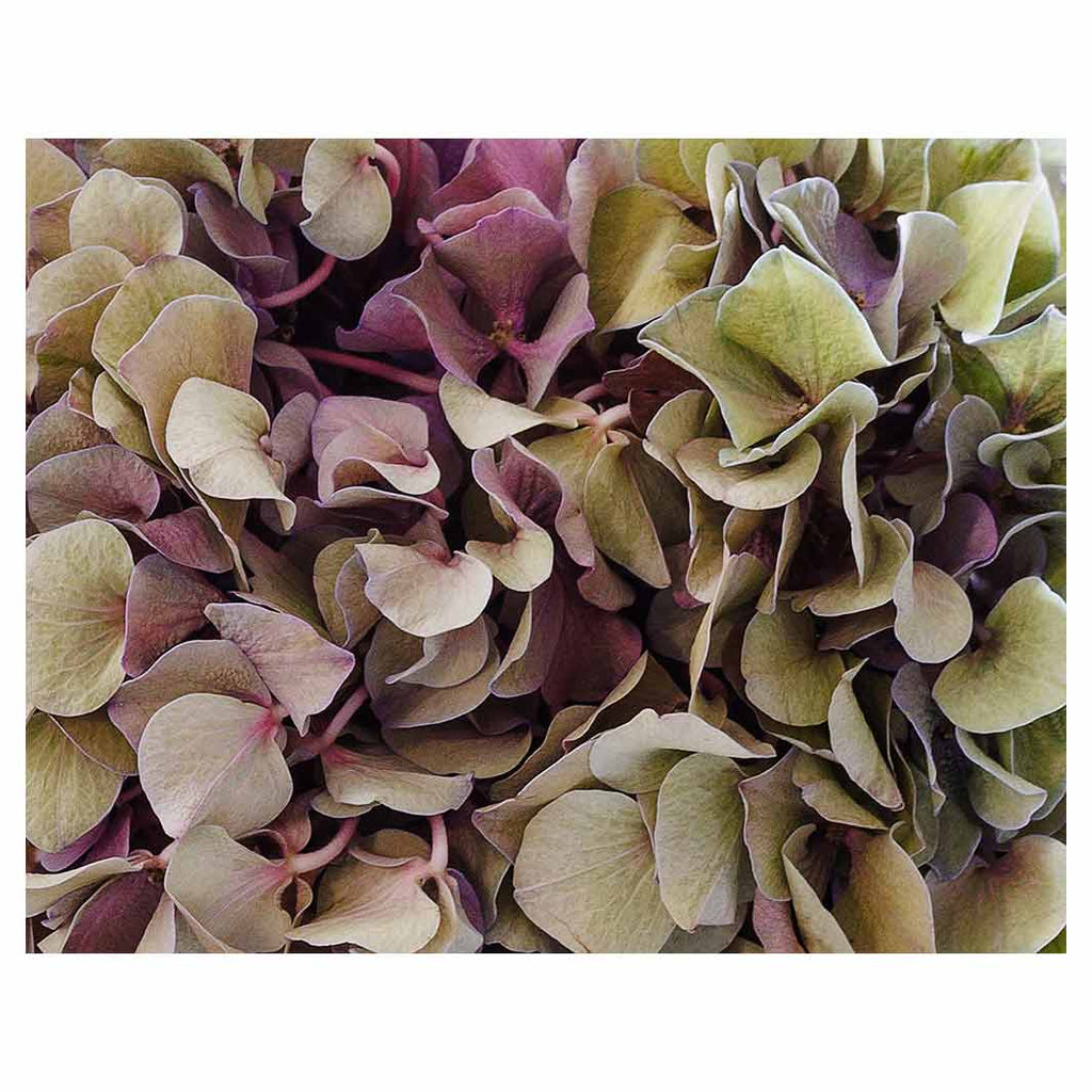 HYDRANGEA DEEP FLORAL TONES FLEECE BLANKET