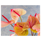 ANTHURIUM LIGHT PINK AND GREEN ON BLUE FLEECE BLANKET