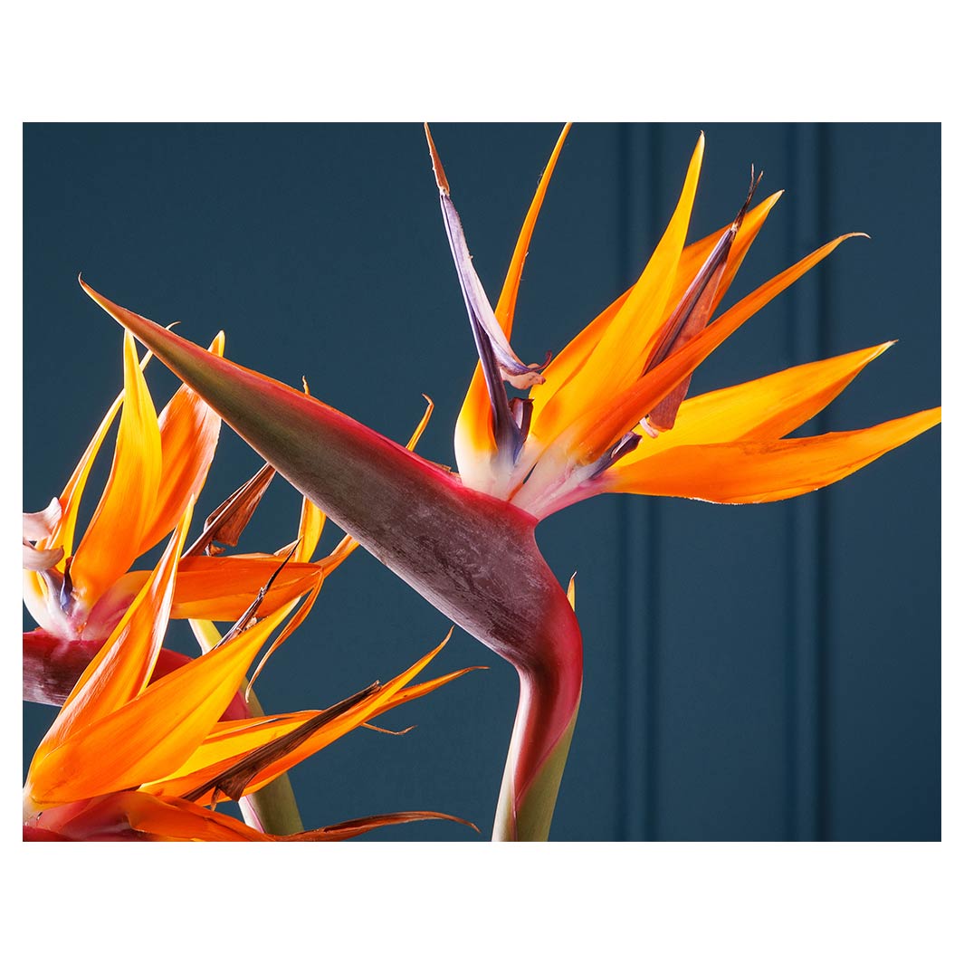 STRELITZIA TRIO ON RICH BLUE FLEECE BLANKET