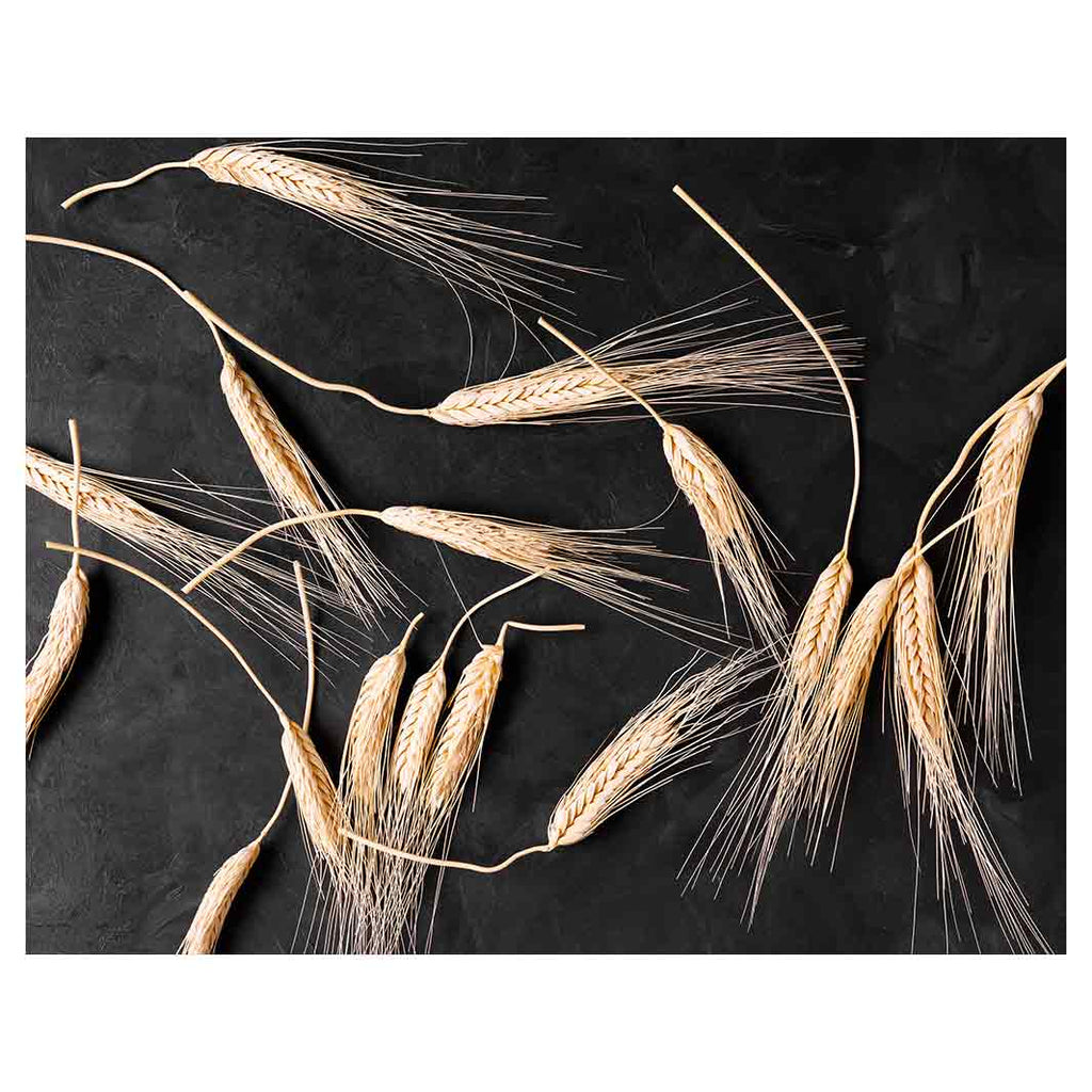 SCATTERED WHEAT ON BLACK FLEECE BLANKET