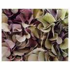 HYDRANGEA DEEP FLORAL TONES FLEECE BLANKET