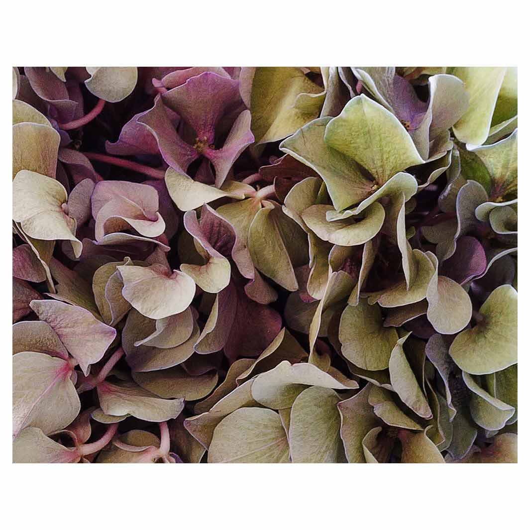 HYDRANGEA DEEP FLORAL TONES FLEECE BLANKET