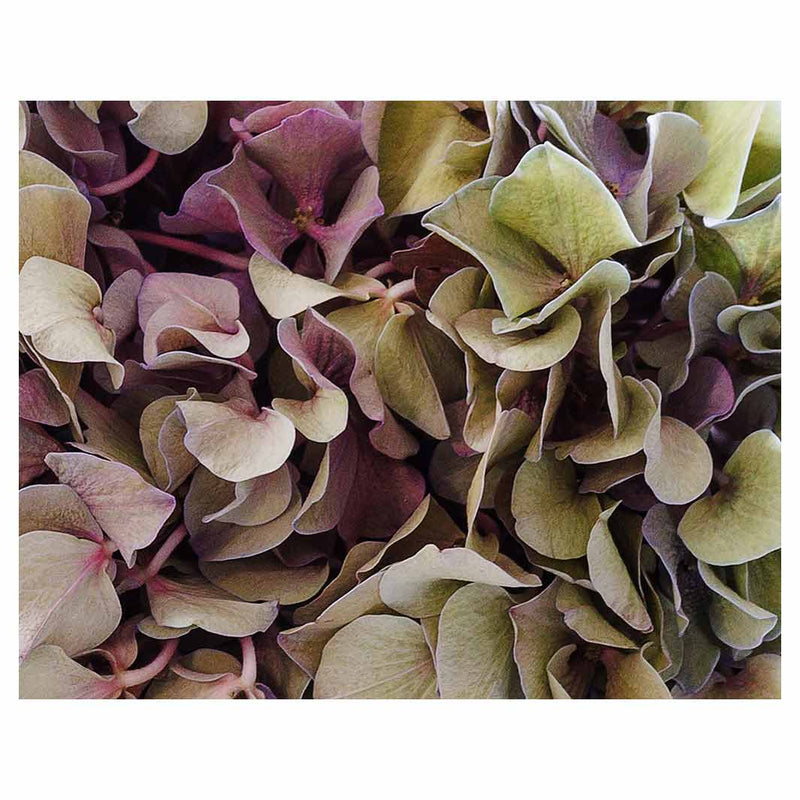 HYDRANGEA DEEP FLORAL TONES FLEECE BLANKET