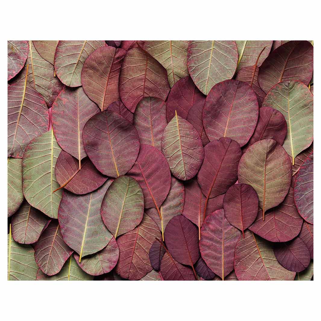 LEAF ARRANGEMENT DARK MAUVE AND GREEN FLEECE BLANKET
