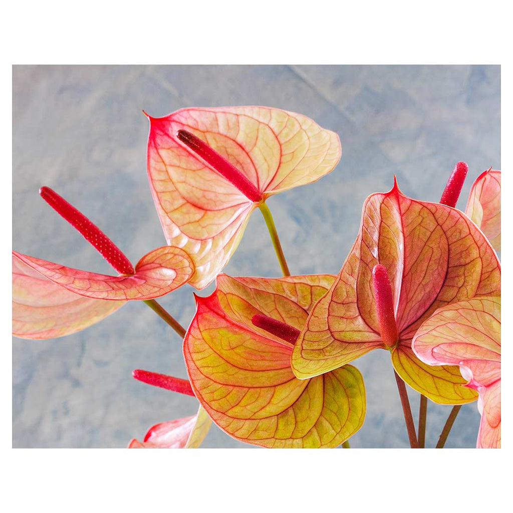 ANTHURIUM LIGHT PINK AND GREEN ON BLUE FLEECE BLANKET
