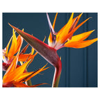 STRELITZIA TRIO ON RICH BLUE FLEECE BLANKET