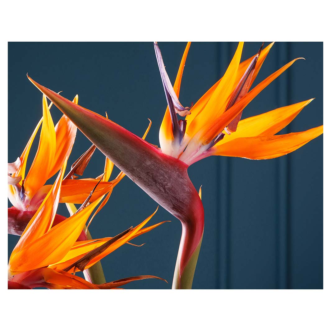 STRELITZIA TRIO ON RICH BLUE FLEECE BLANKET