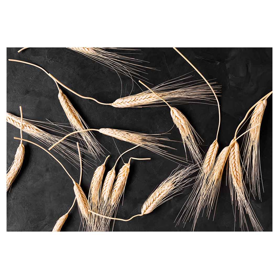SCATTERED WHEAT ON BLACK FLEECE BLANKET