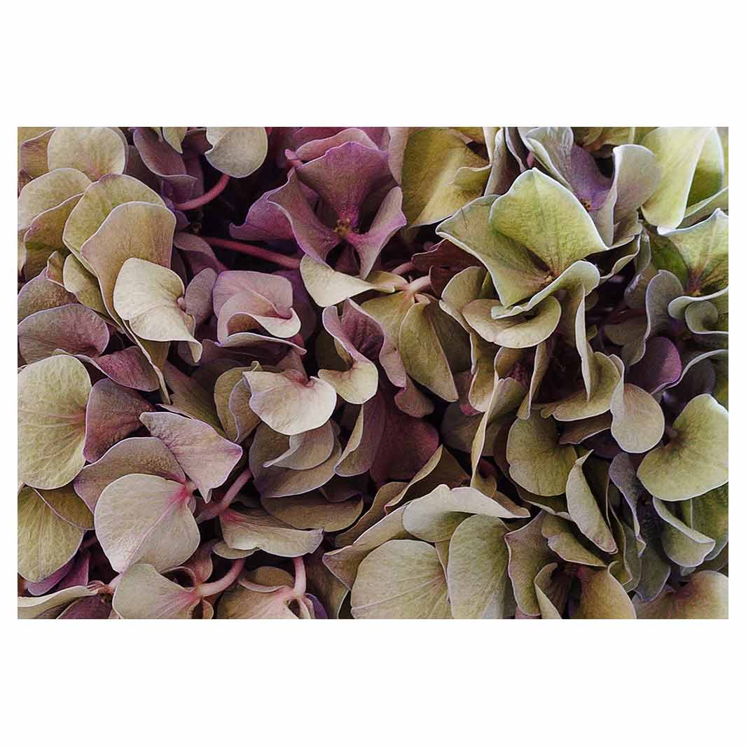 HYDRANGEA DEEP FLORAL TONES FLEECE BLANKET