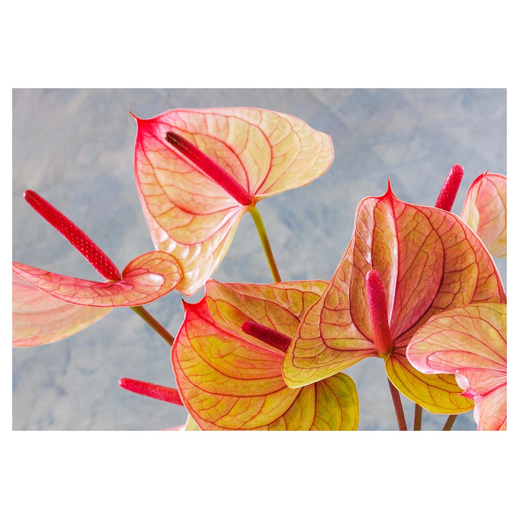 ANTHURIUM LIGHT PINK AND GREEN ON BLUE FLEECE BLANKET