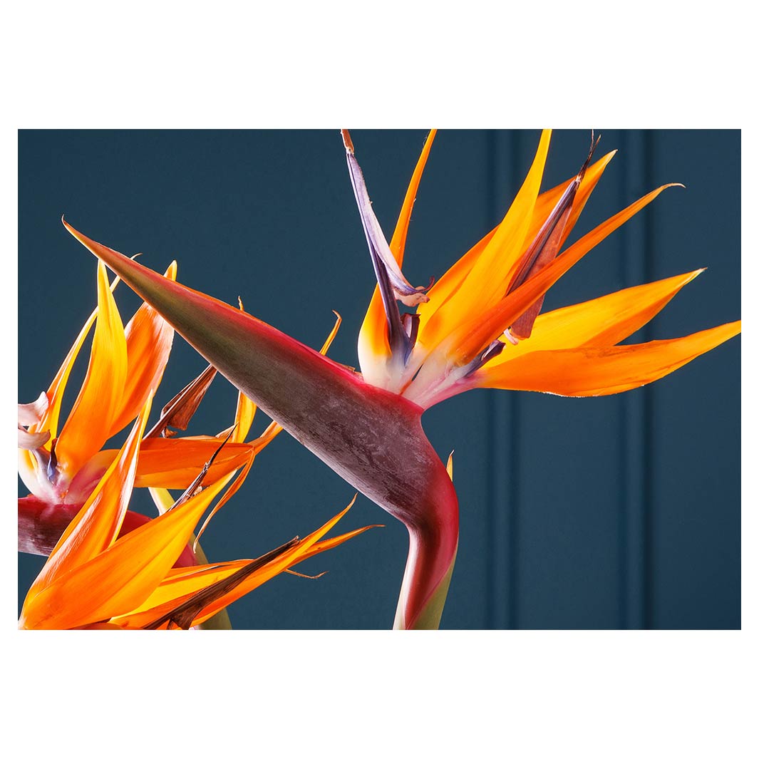 STRELITZIA TRIO ON RICH BLUE FLEECE BLANKET