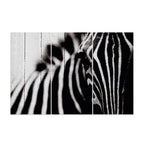 MDF 3PCE COLLAGE Zebra