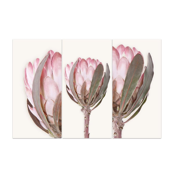 SINGLE STEM PROTEA  1