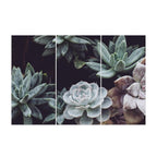 DESERT ROSE SUCCULENT