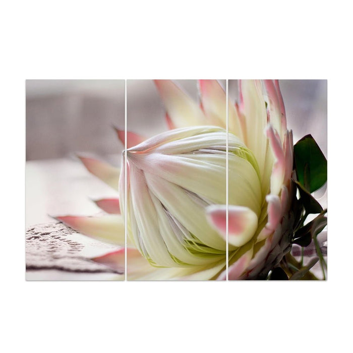 PROTEA GREY 2