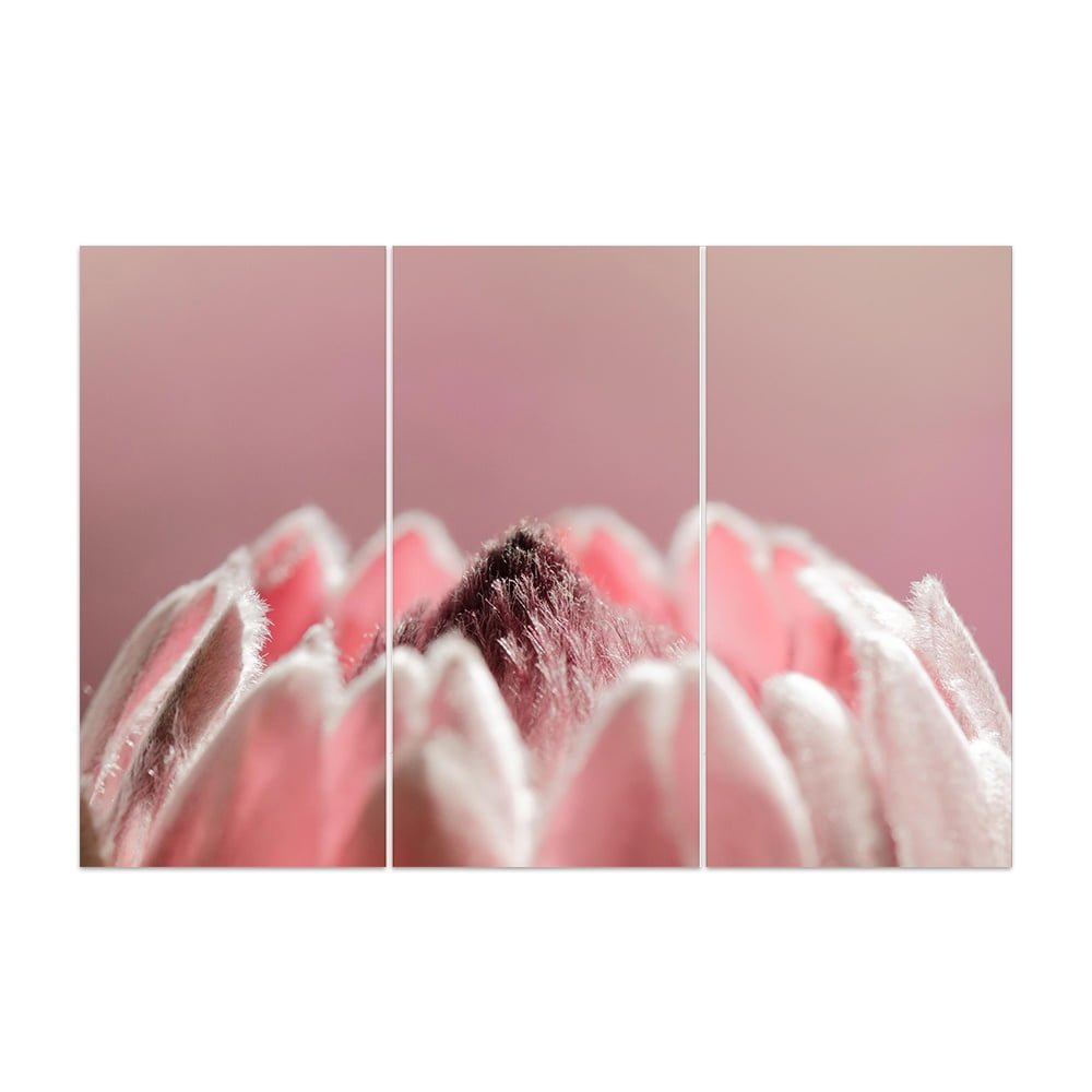 PROTEA PINK 2