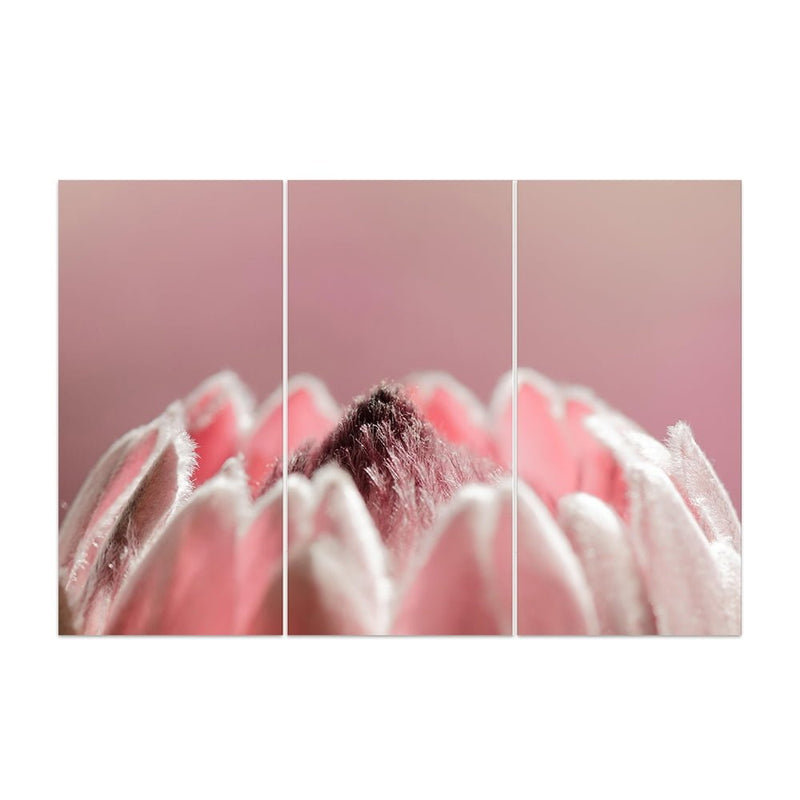 PROTEA PINK 2