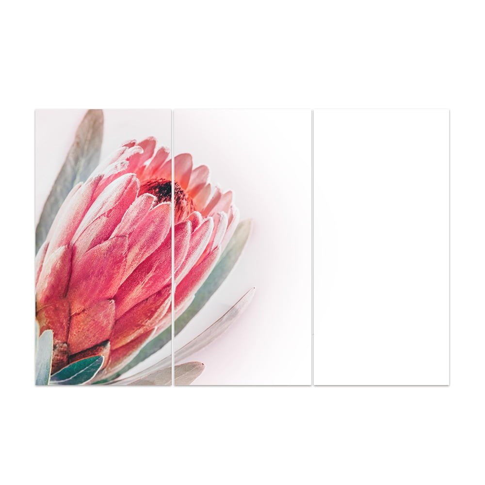 PROTEA PINK 3