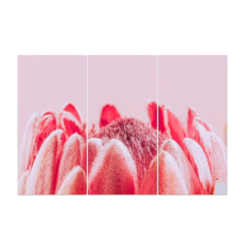 PROTEA PINK 4