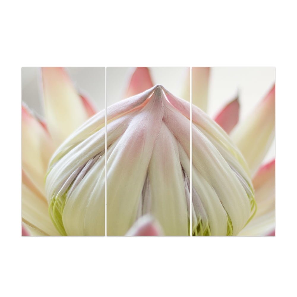 PROTEA PINK GREY 2