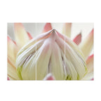 PROTEA PINK GREY 2