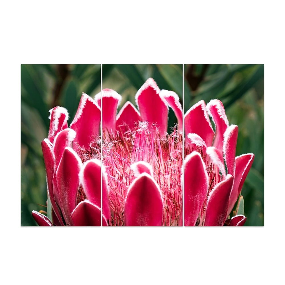 PROTEA PINK
