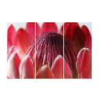 PROTEA RED 2