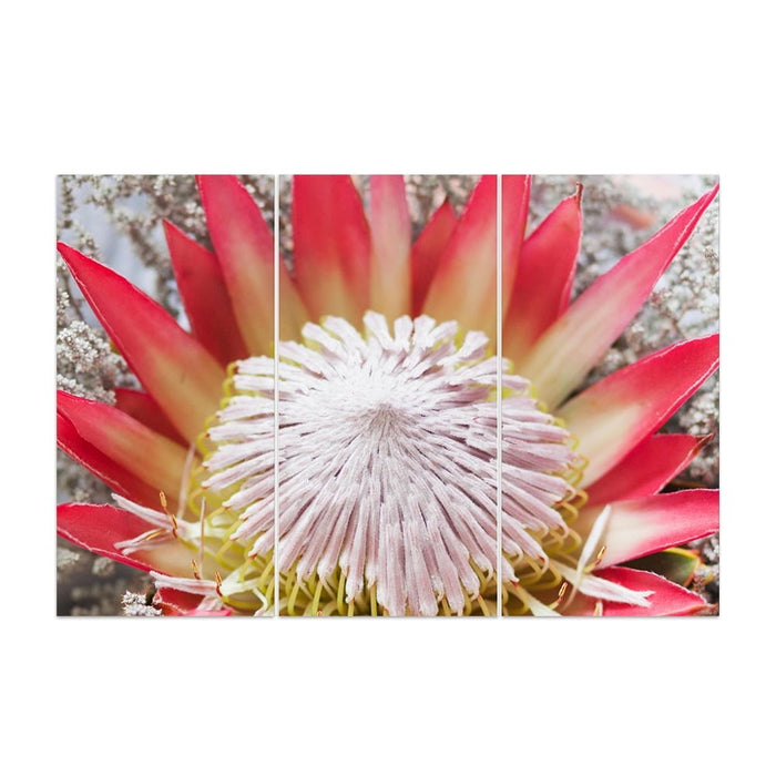 PROTEA RED