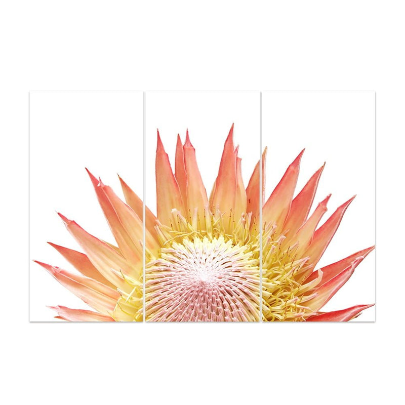 PROTEA WHITE