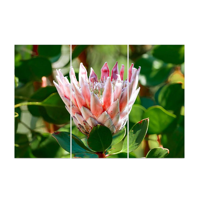 SINGLE  PROTEA PINK