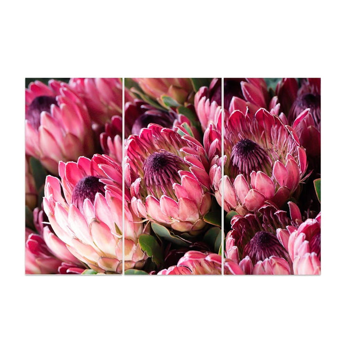 SINGLE  PROTEA