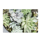 SUCCULENT CACTUS