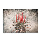 MDF 3PCE COLLAGE Aloe Ferox