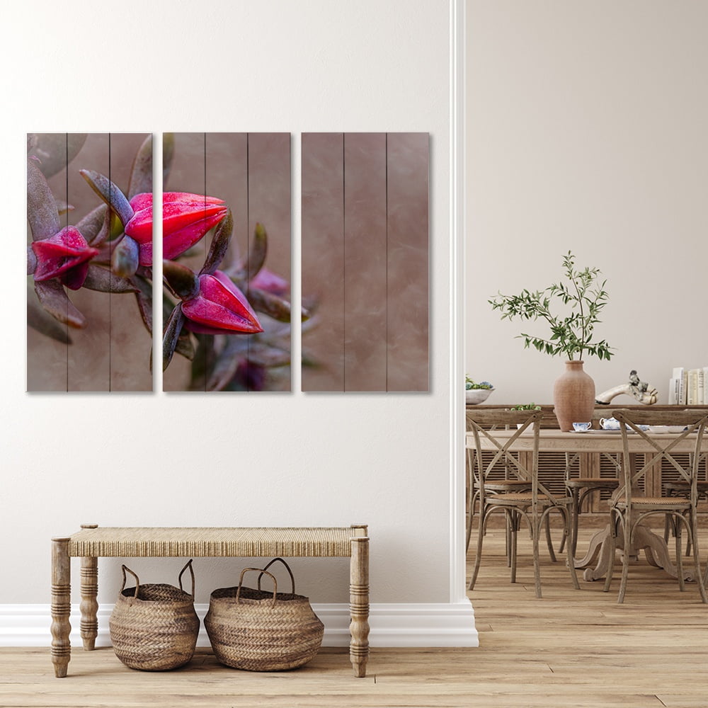 MDF 3PCE COLLAGE Echeveria Daze