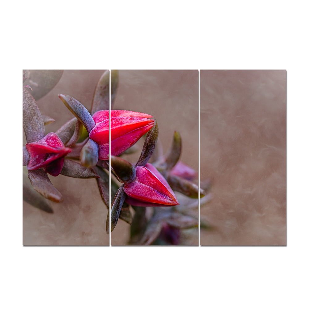 MDF 3PCE COLLAGE Echeveria Daze