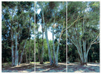 MDF 3pce Collage Eucalyptus Trees
